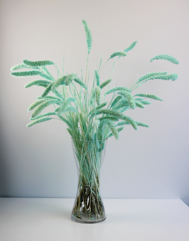 Dried Setaria - Aqua Blue Bunch, 170 grams, 70 cm
