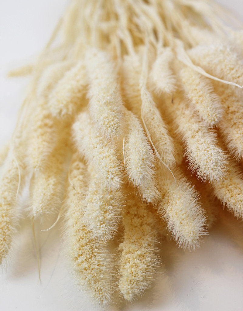 Dried Setaria - Bleached Bunch, 70 cm in UK