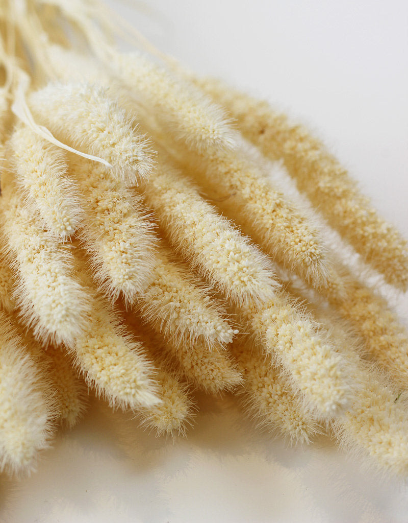 Dried Setaria - Bleached Bunch, 70 cm