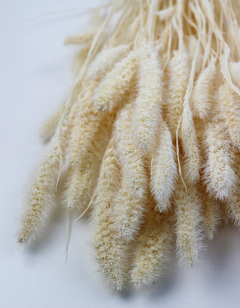 Dried Setaria - Bleached Bunch, 100 grams