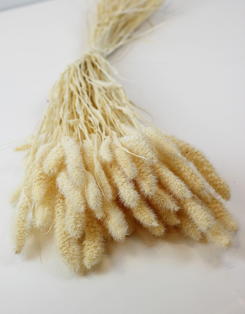 Dried Setaria - Bleached Bunch, 100 grams, 70 cm