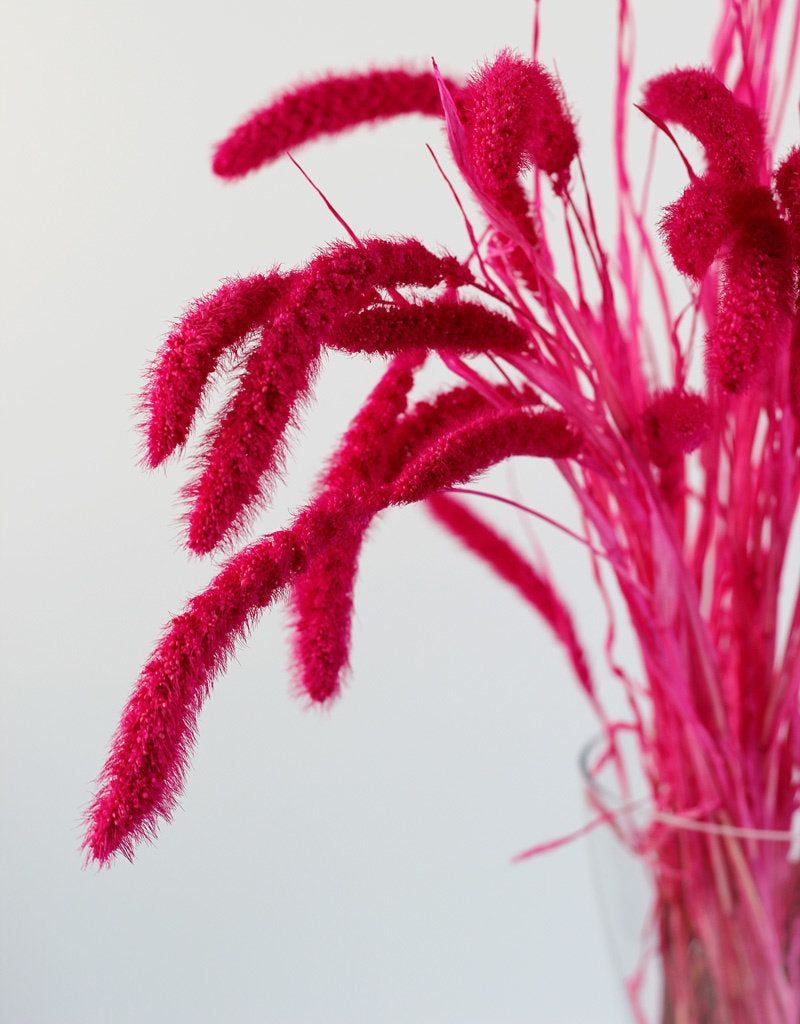 Dried Setaria - Cerise Pink Bunch, 75 cm