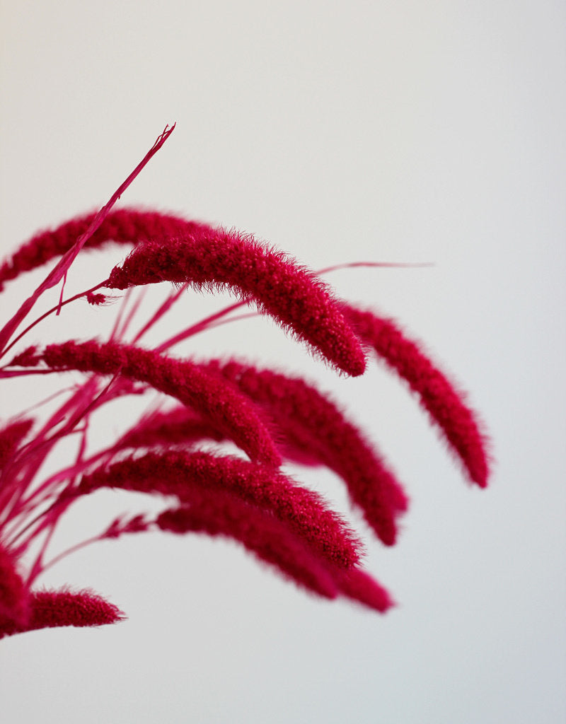 Dried Setaria - Cerise Pink Bunch, 170 grams