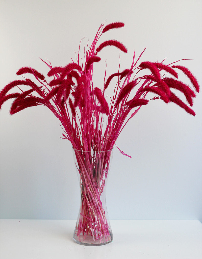 Dried Setaria - Cerise Pink Bunch, 170 grams, 75 cm