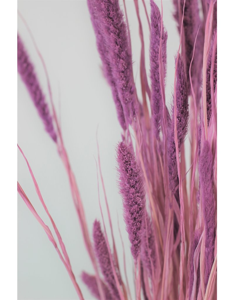 Dried Setaria - Lilac Bunch, 170 grams