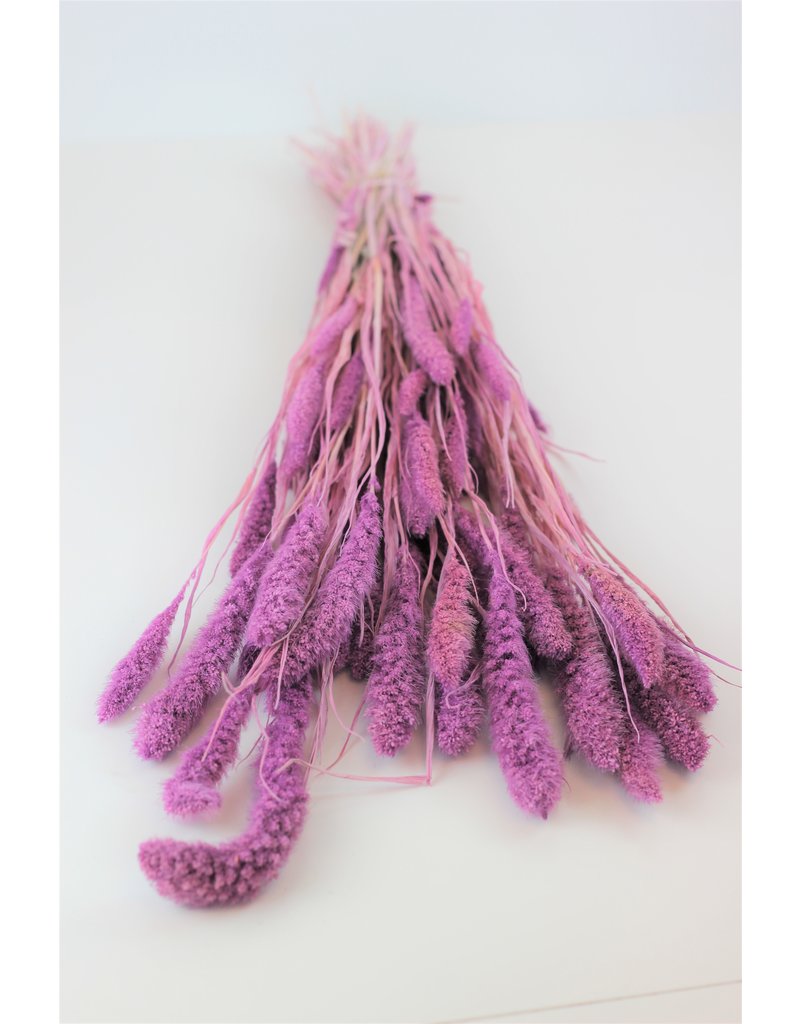 Dried Setaria - Lilac Bunch, 170 grams, 70 cm