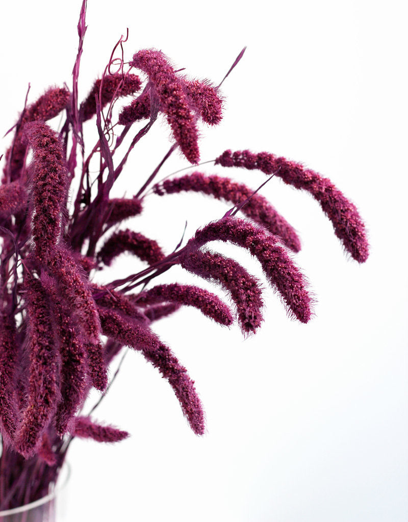 Dried Setaria - Purple Bunch, 75 cm, best quality