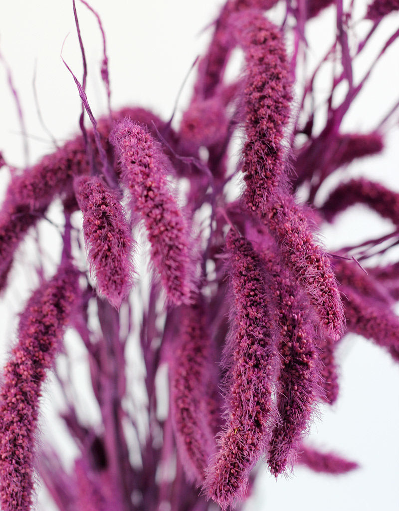 Dried Setaria - Purple Bunch, 75 cm