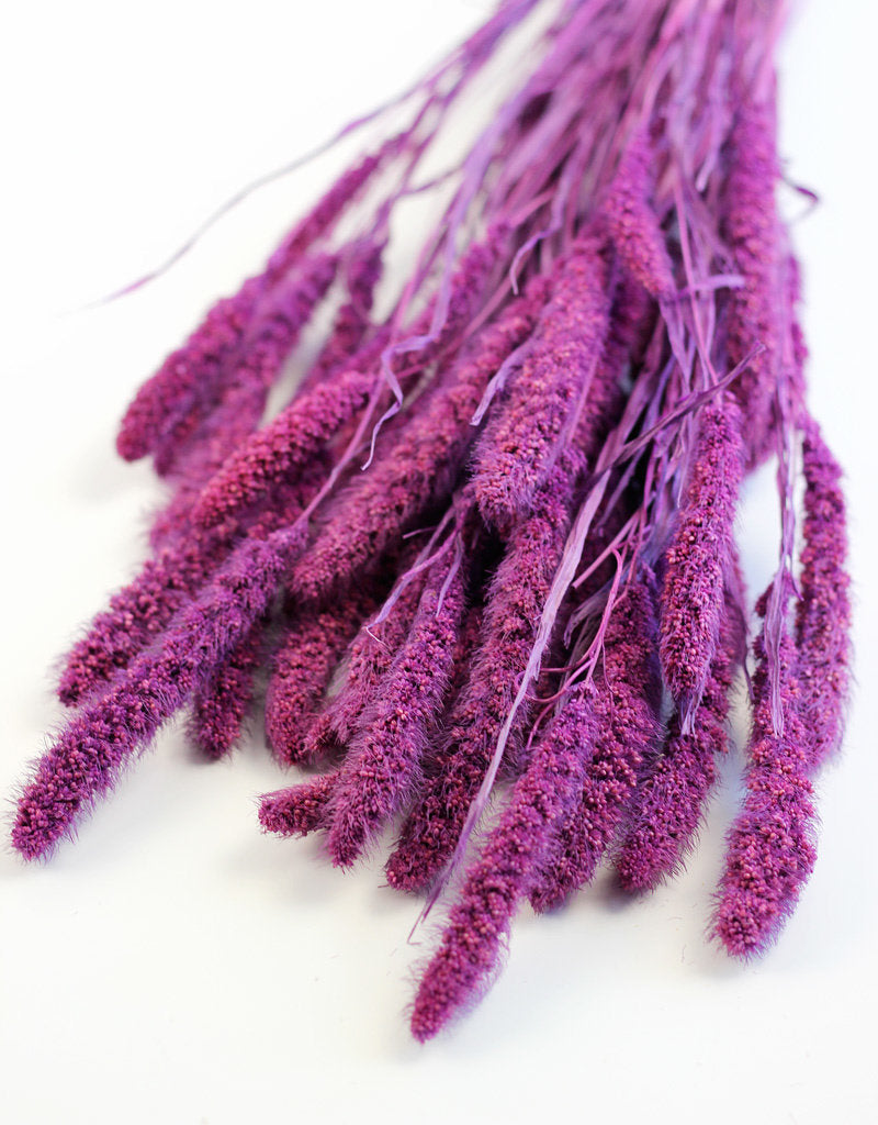 Dried Setaria - Purple Bunch, 170 grams