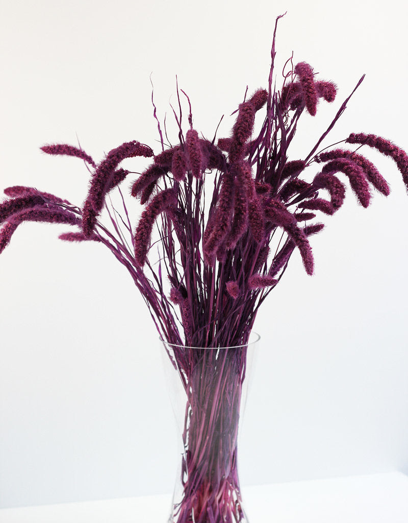 Dried Setaria - Purple Bunch, 170 grams, 75 cm