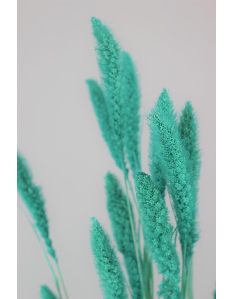 Dried Setaria - Turquoise Bunch, 170 grams