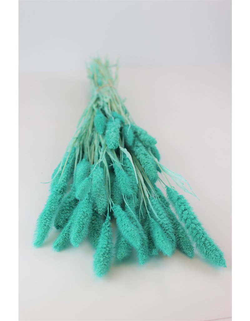 Dried Setaria - Turquoise Bunch, 170 grams, 70 cm