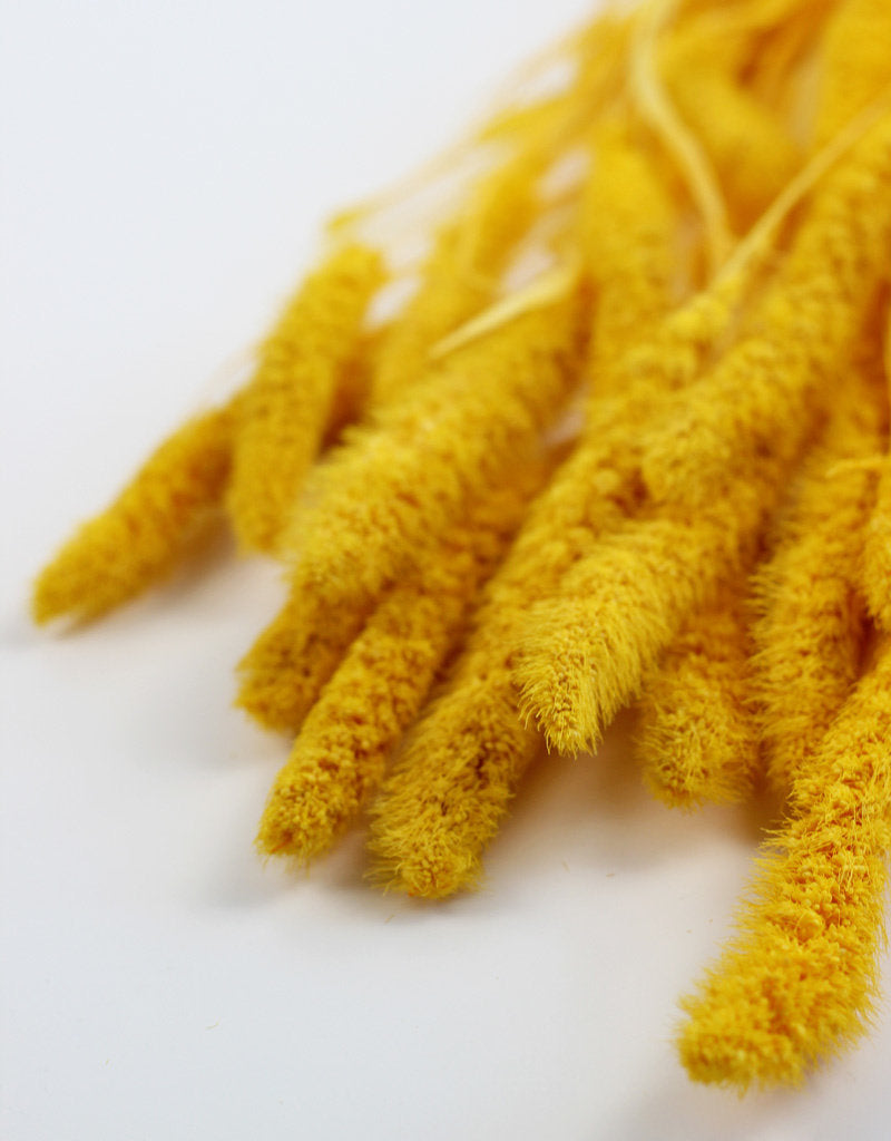 Dried Setaria - Yellow Bunch, 170 grams, buy in UK