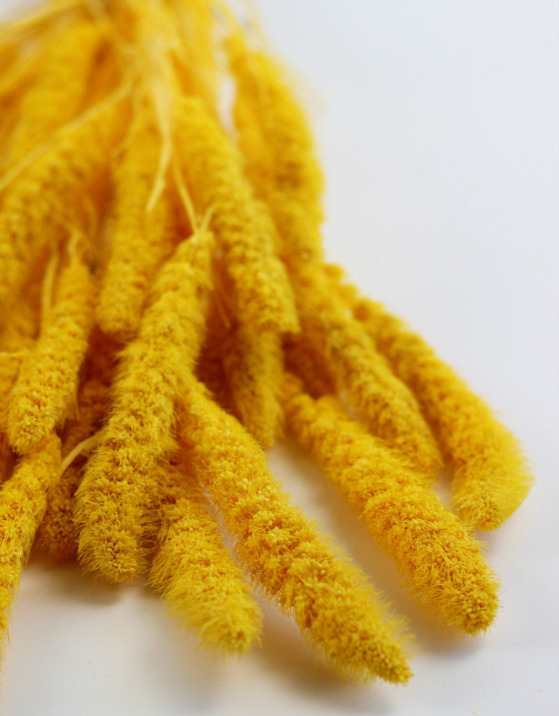 Dried Setaria - Yellow Bunch, 170 grams