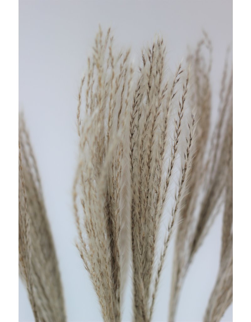 Fluffy Dried Silver Grass - Natural