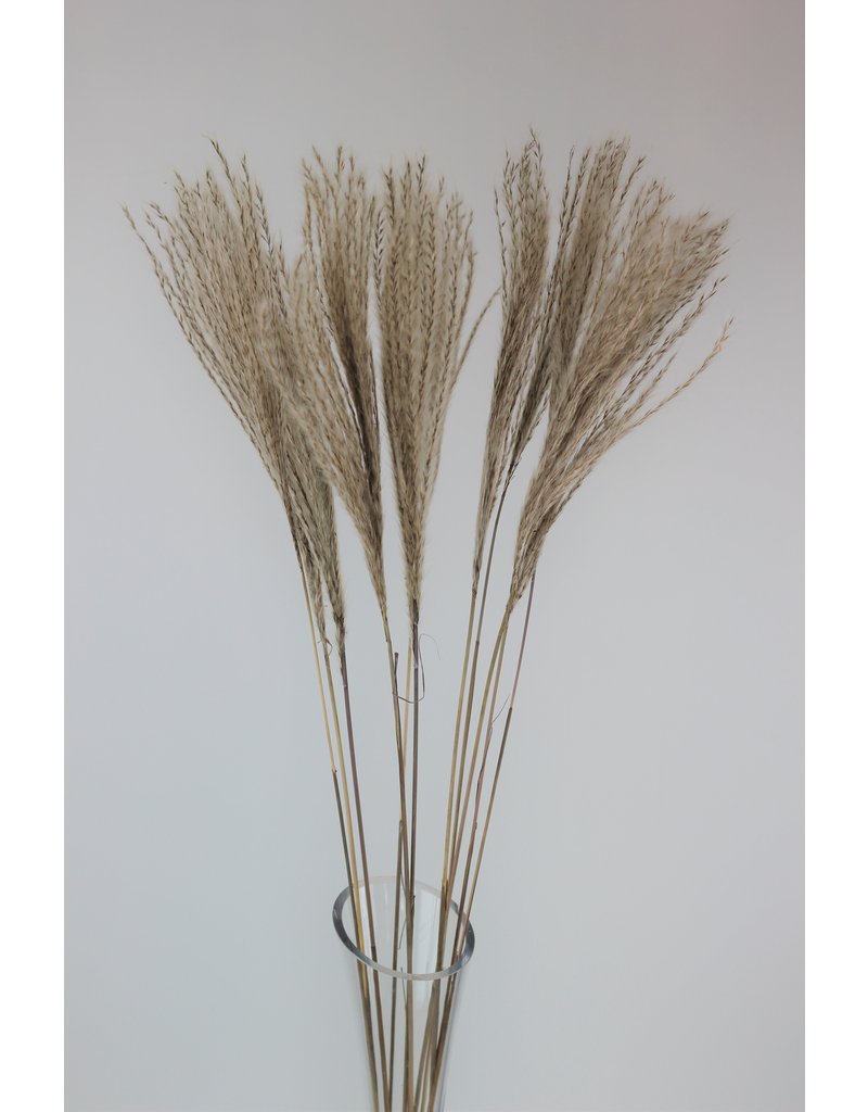 Fluffy Dried Silver Grass - Natural, 10 Stems, 70 cm