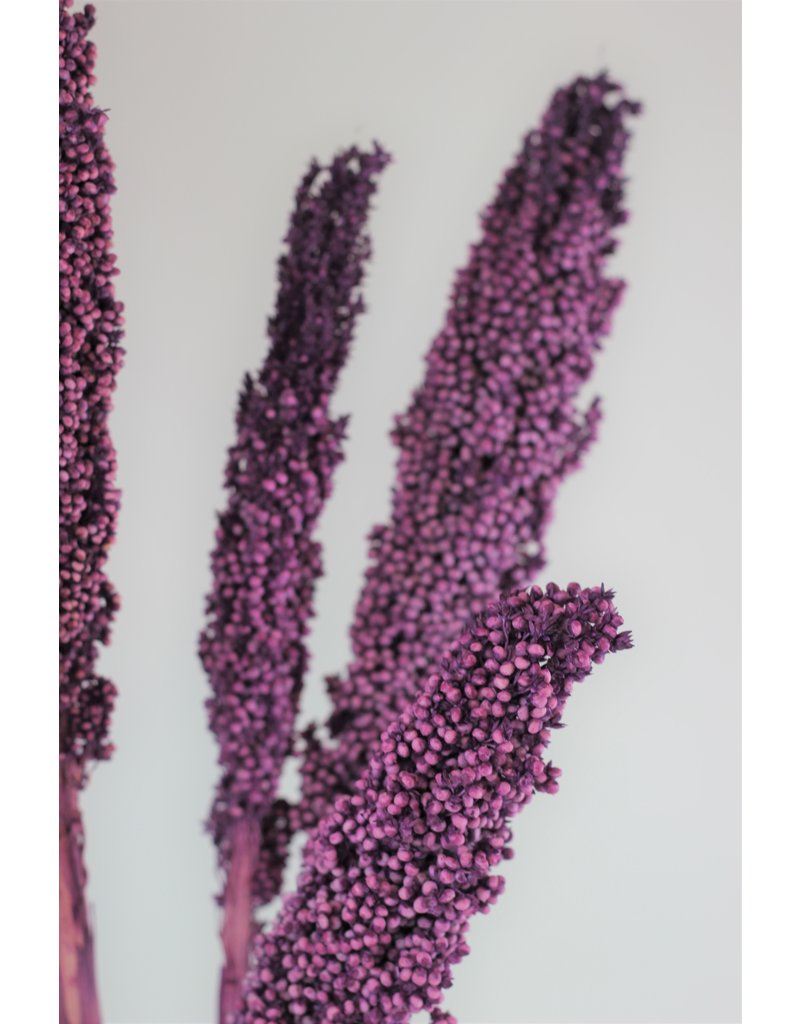 Dried Sorghum - Lilac, 6 Stems,