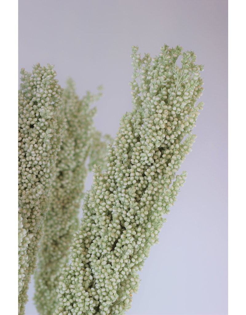 Dried Sorghum - Mint Green, 70 cm