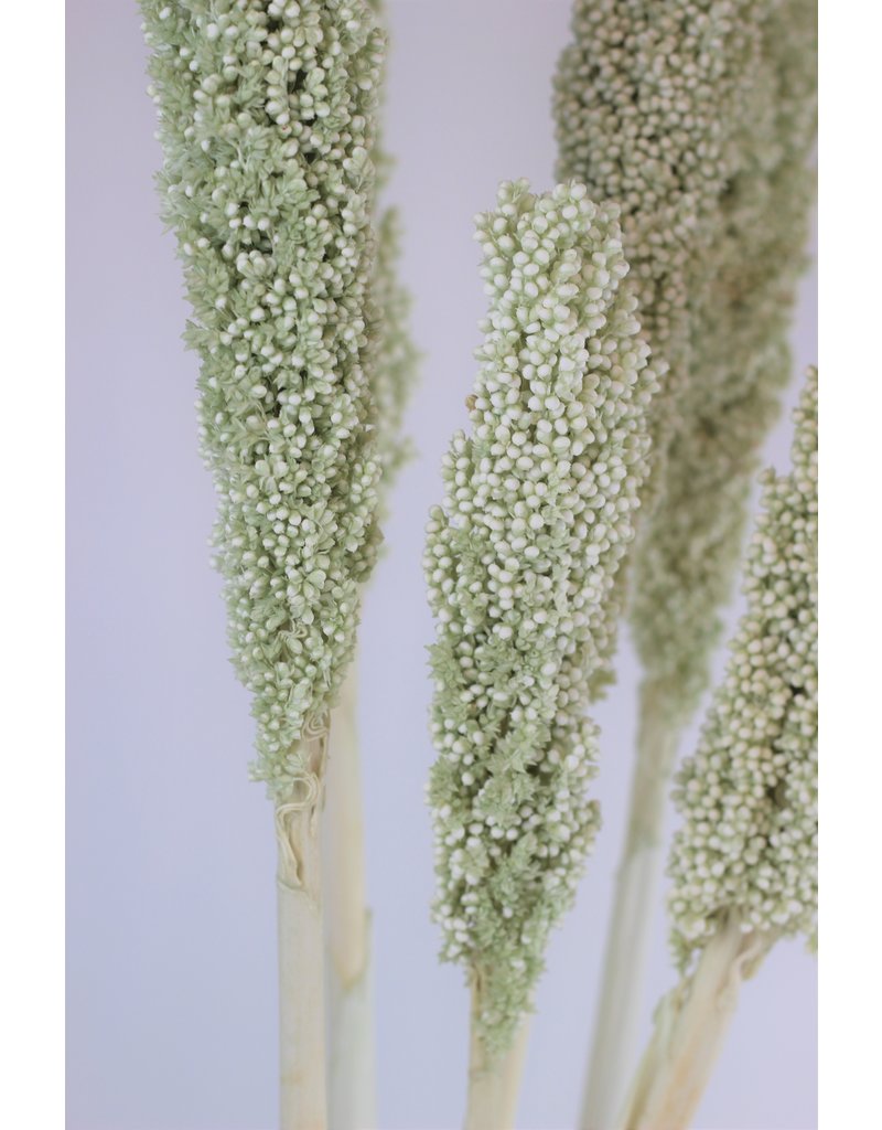 Dried Sorghum - Mint Green, 6 Stems