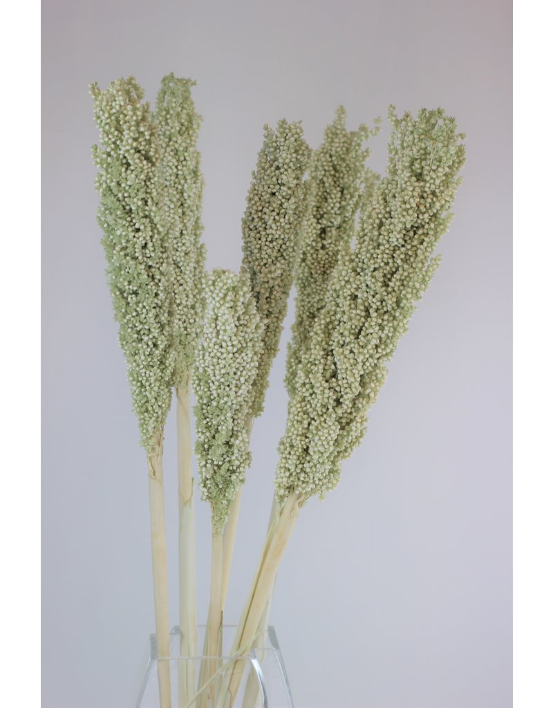Dried Sorghum - Mint Green, 6 Stems, 70 cm