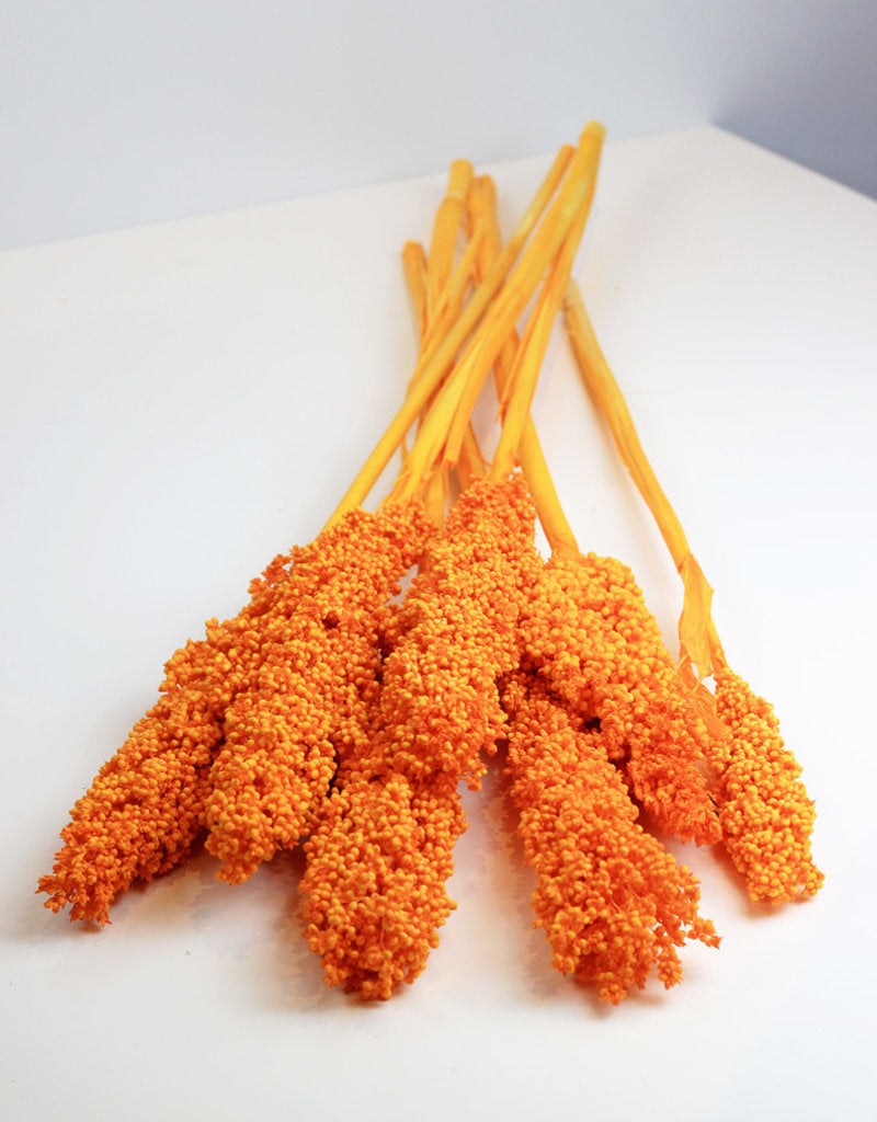 Dried Sorghum - Orange, 70 cm in UK