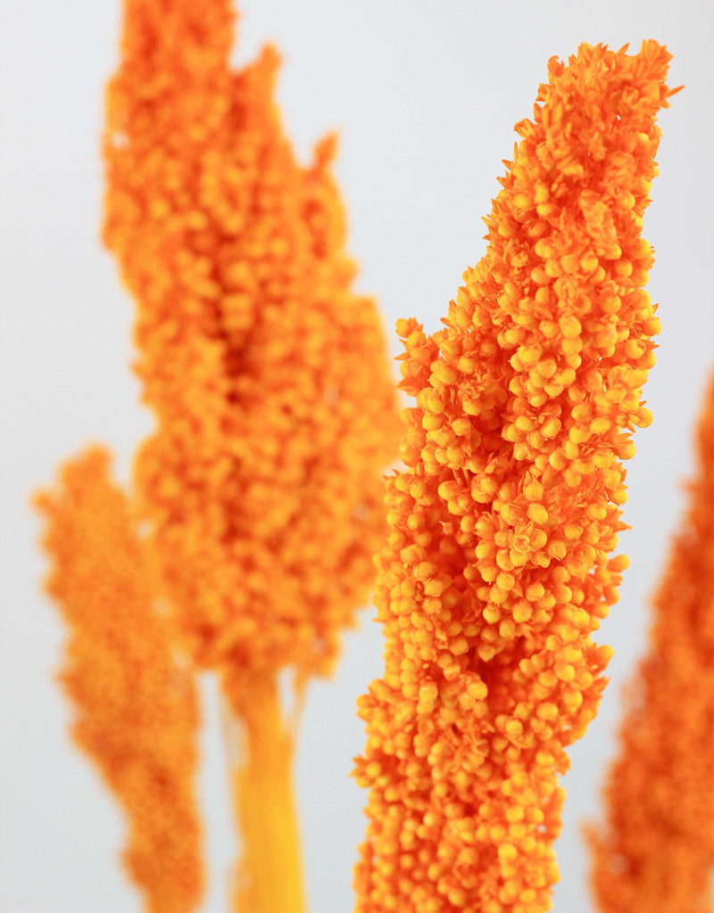 Dried Sorghum - Orange, 6 Stems