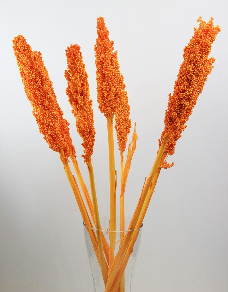 Dried Sorghum - Orange, 6 Stems, 70 cm