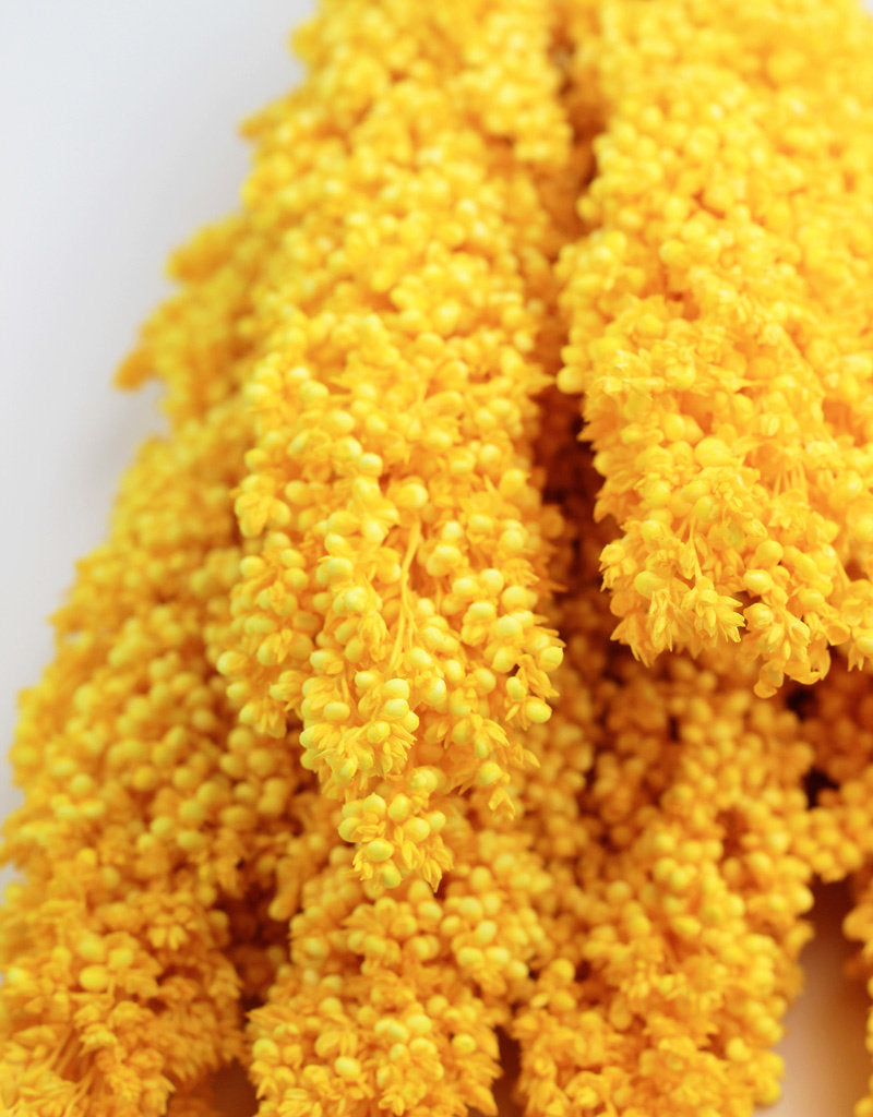 Dried Sorghum - Yellow Bunch, 70 cm in UK