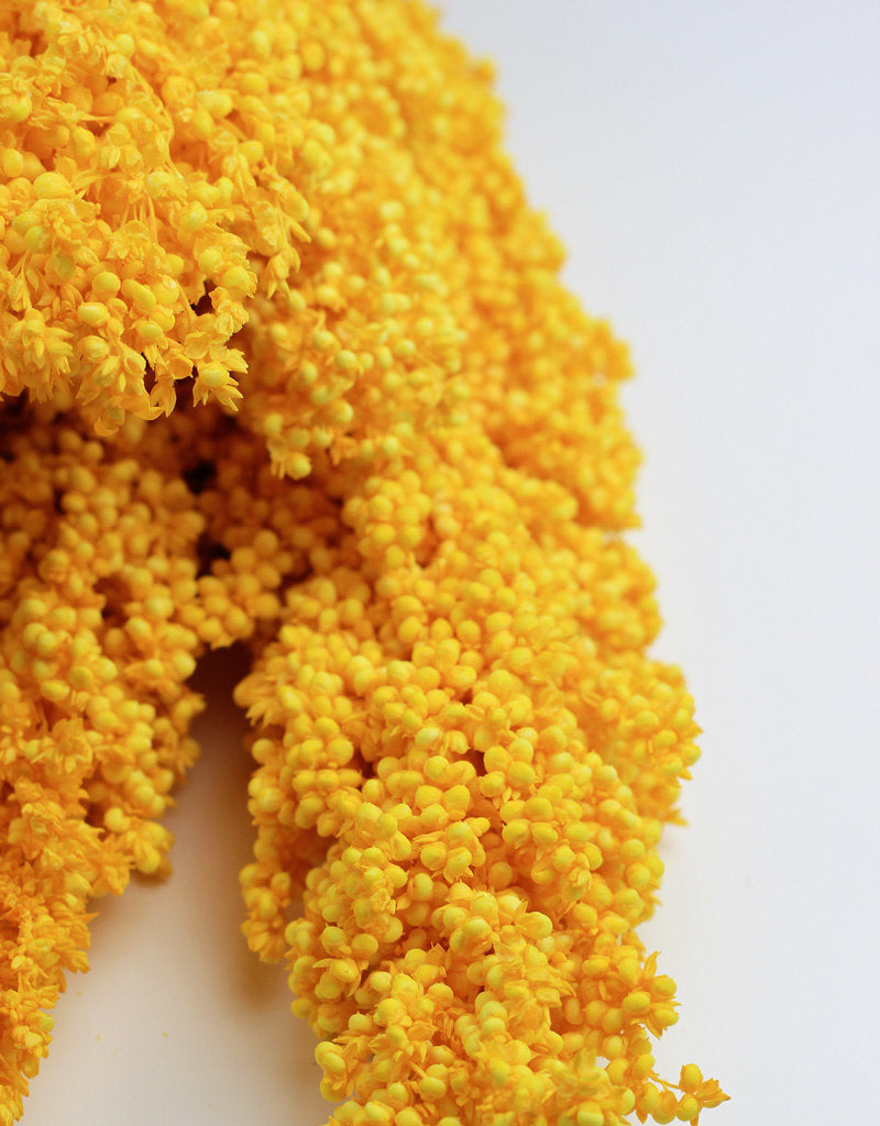 Dried Sorghum - Yellow Bunch, 70 cm