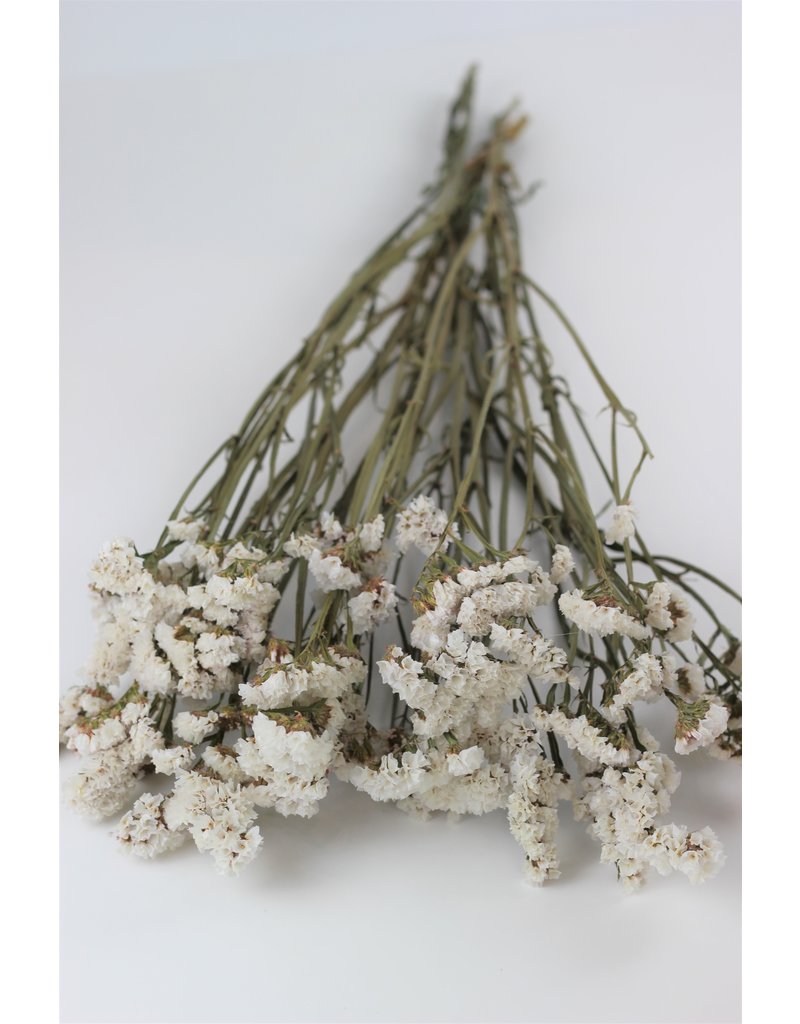 Dried Statice - Large White Bunch, 70 cm