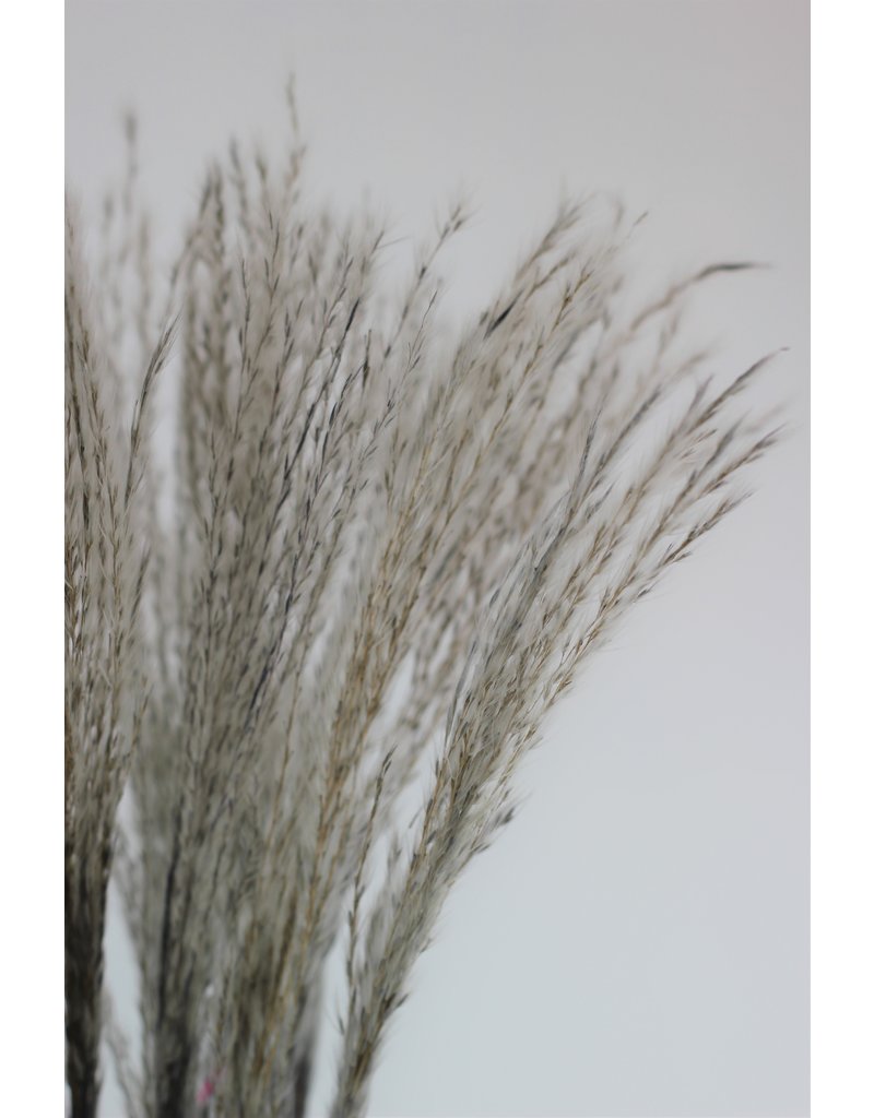 Dried Stipa Feathers - Grey Bunch, 70 cm