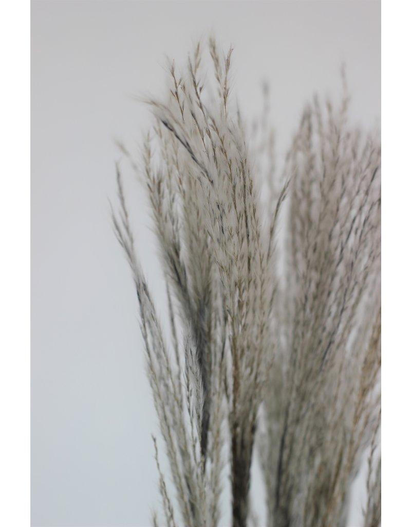 Dried Stipa Feathers - Grey Bunch, 10 Stems