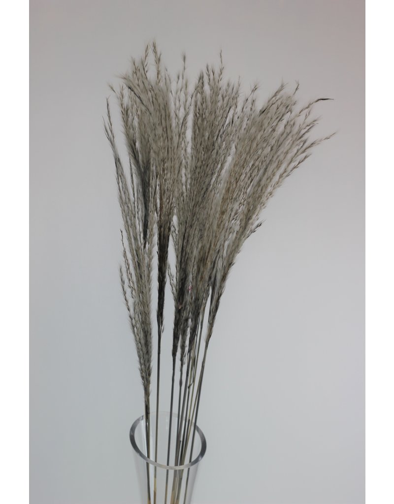 Dried Stipa Feathers - Grey Bunch, 10 Stems, 70 cm