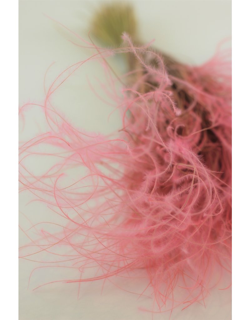 Dried Stypha Pennata - Light Pink