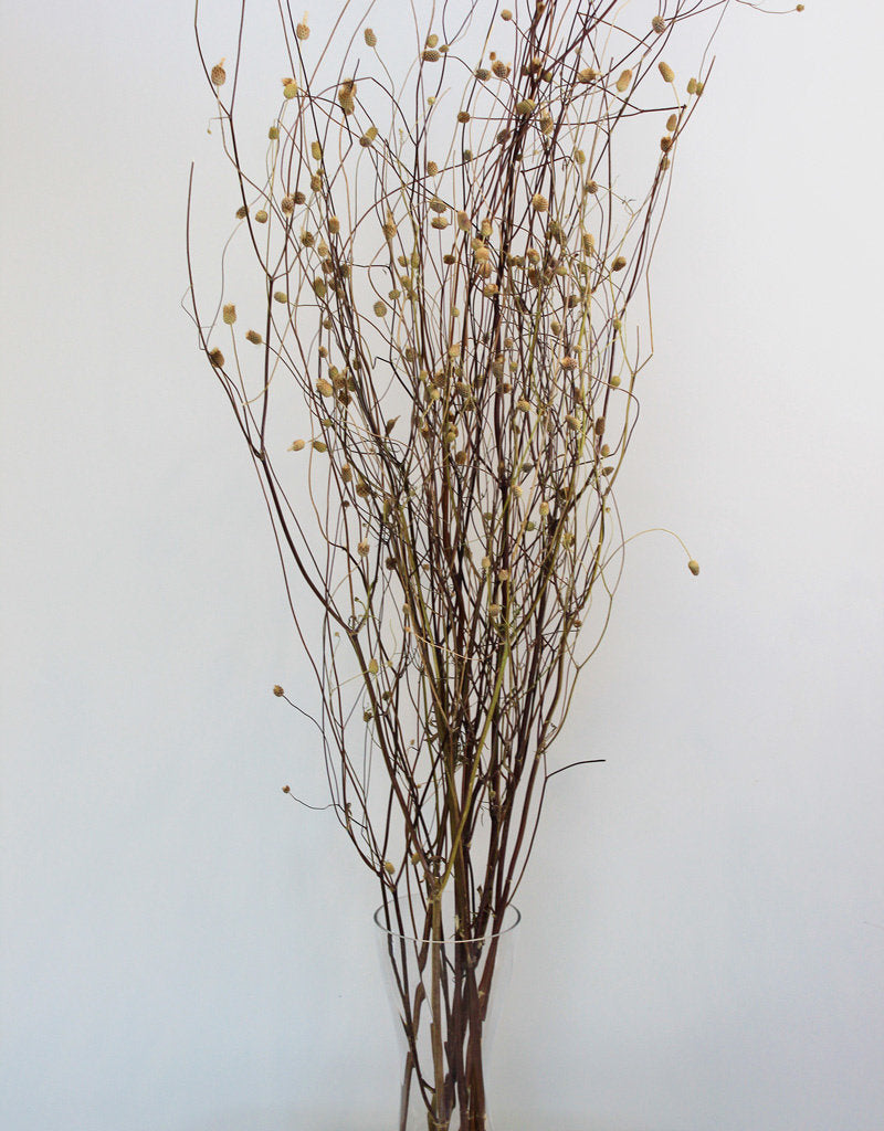 Dried Sweet Scabiosa - Natural Bunch, 120 cm