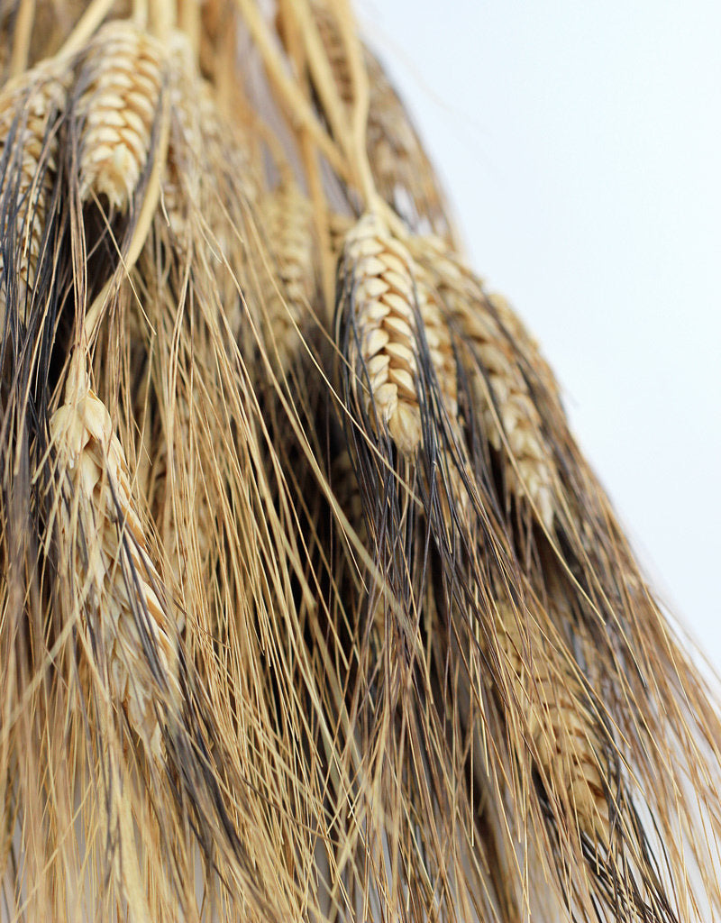 Dried Triticum (Wheat) - Blackbeard Bunch in UK
