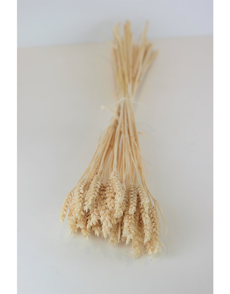 Dried Triticum (Wheat) - Bleached Bunch, 100 grams, 70 cm
