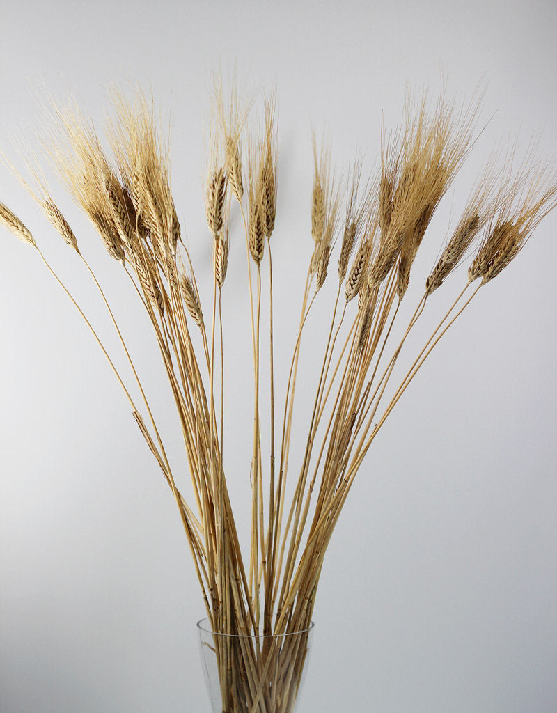 Dried Triticum - Blond Beard Bunch