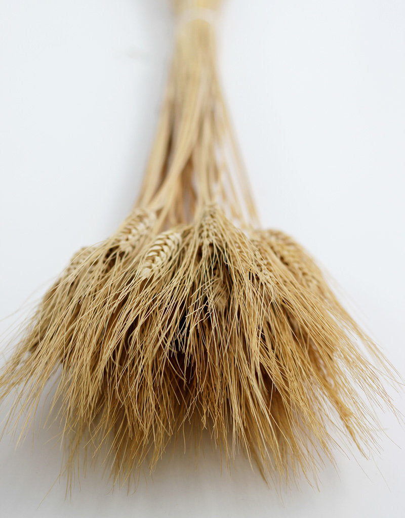 Dried Triticum (Wheat) - Blond Beard Bunch Poly, 80 cm