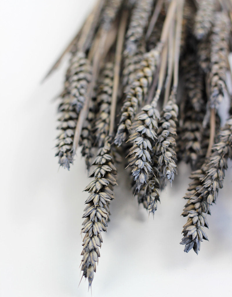 Dried Triticum (Wheat) - Frosted Grey Bunch