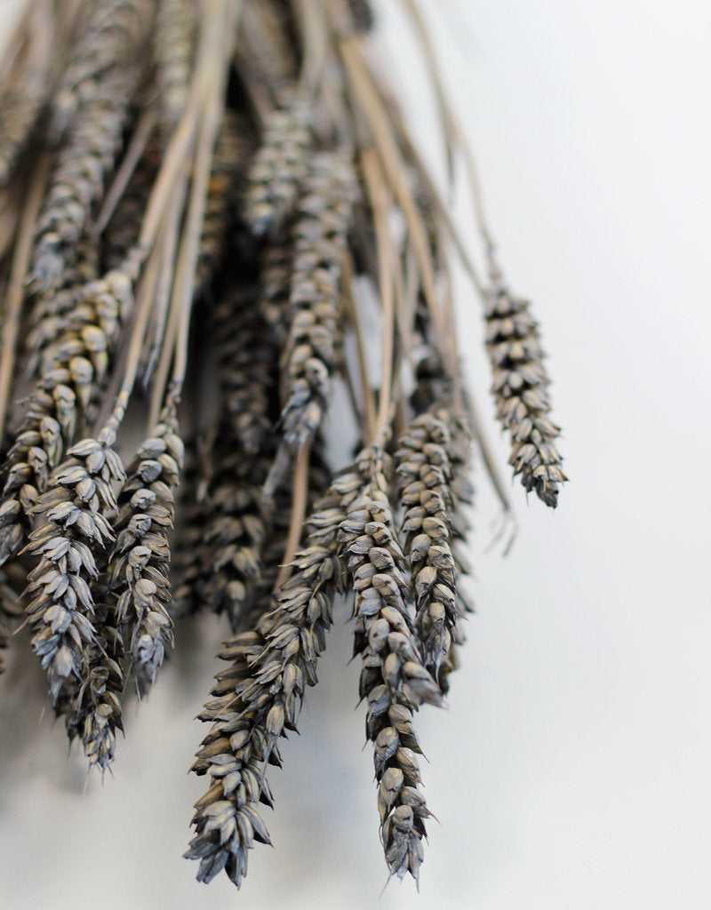 Dried Triticum (Wheat) - Frosted Grey Bunch Poly