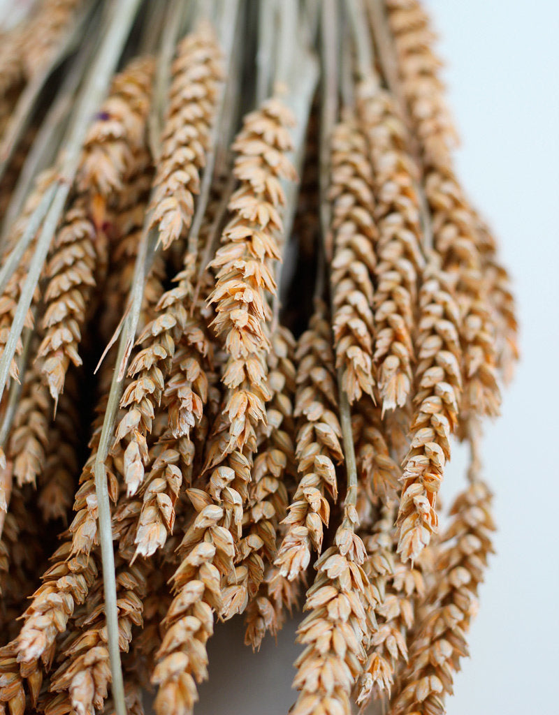 Dried Triticum (Wheat) - Frosted Salmon Bunch