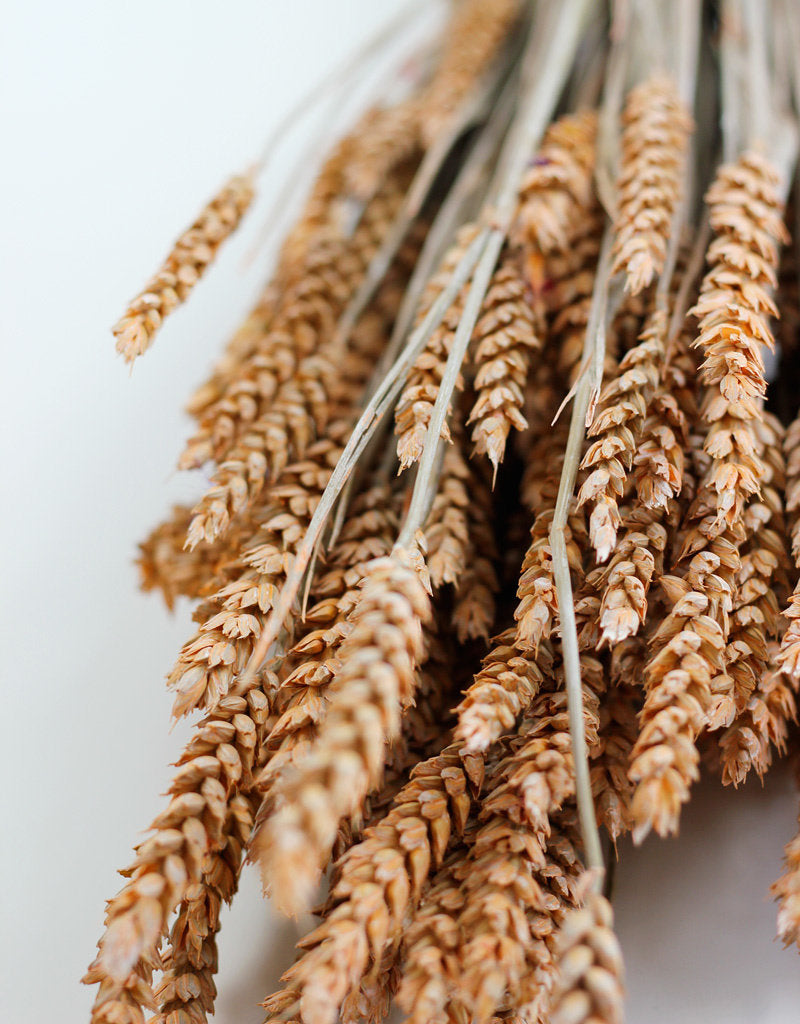 Dried Triticum (Wheat) - Frosted Salmon Bunch Poly