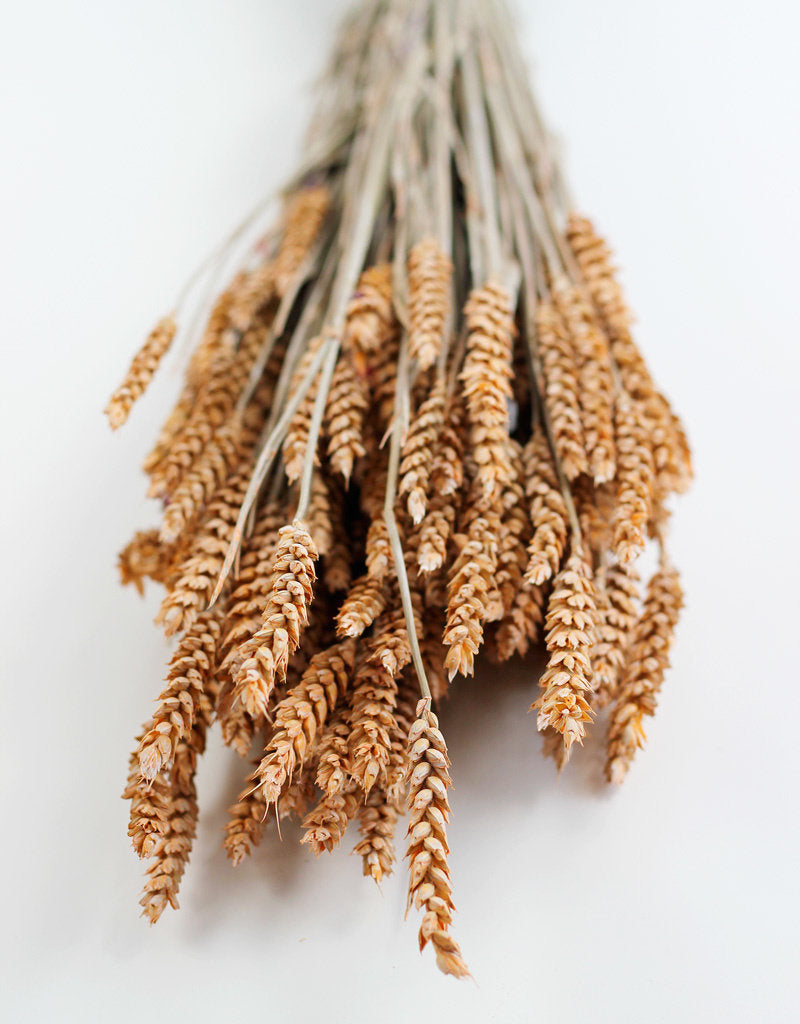 Dried Triticum (Wheat) - Frosted Salmon Bunch Poly, 70 cm