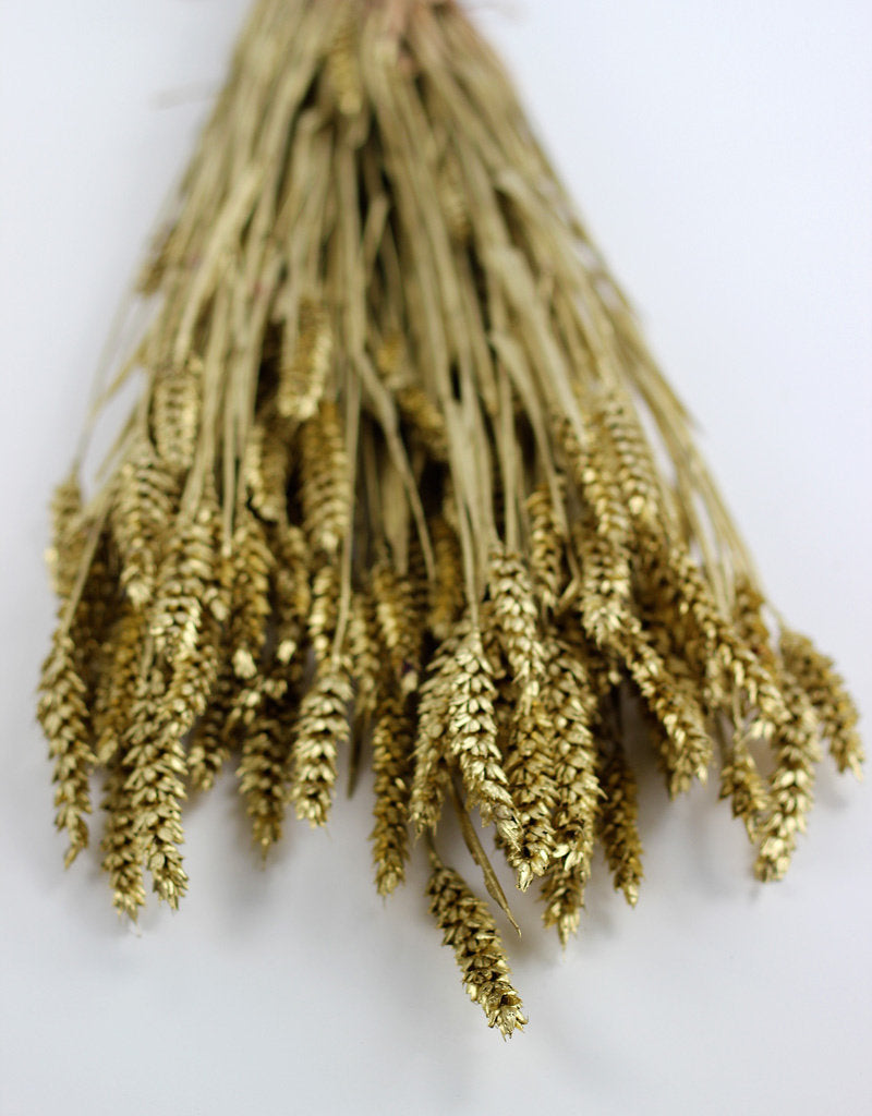 Dried Triticum (Wheat) - Gold Bunch, 70 cm