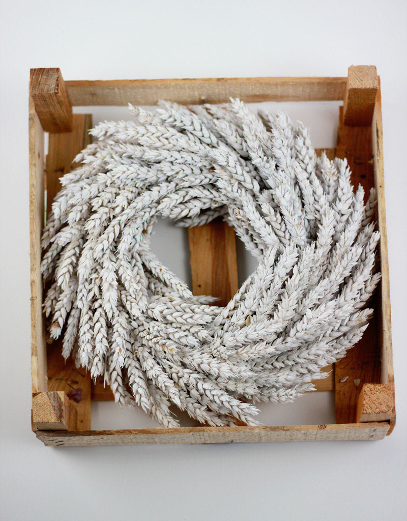 Dried Triticum Wreath Frosted White Online UK
