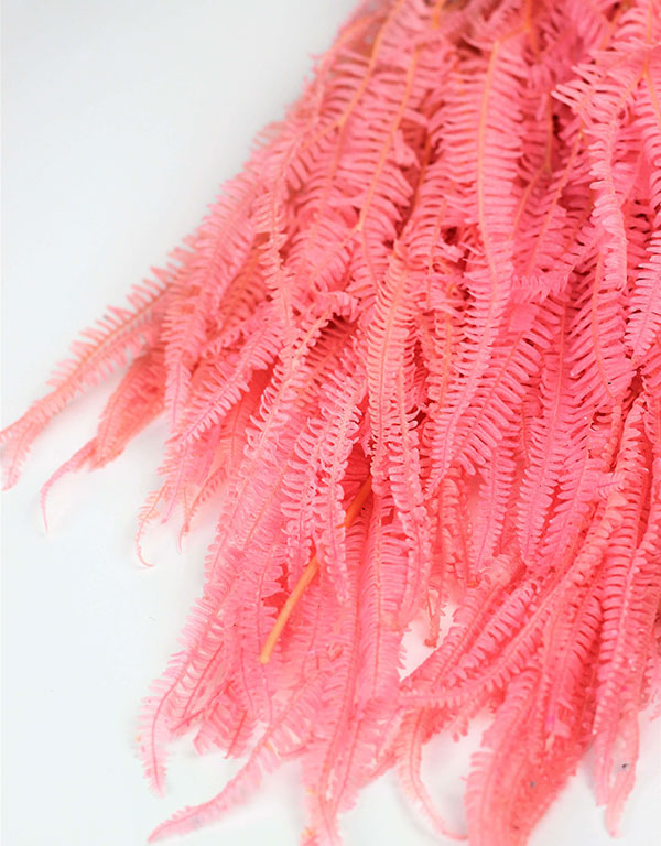 Preserved Helecho - Pink Bunch