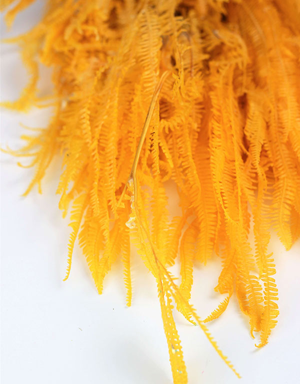 Preserved Helecho - Yellow Bunch, 65 cm