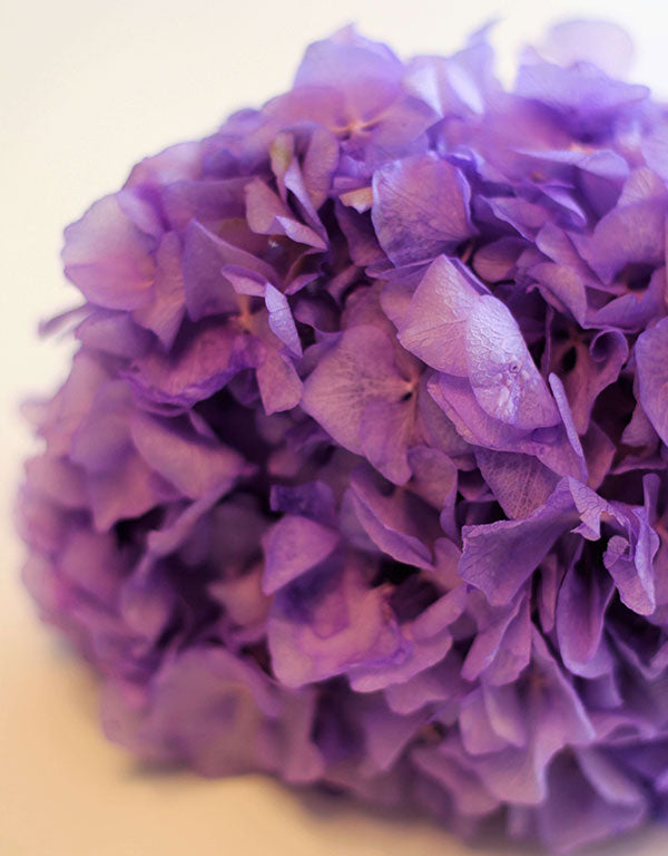 Preserved Hydrangeas - Purple Bunch, 30 cm
