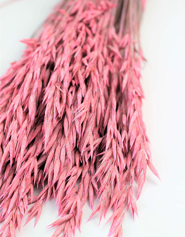 Dried Oat Avena- Baby Pink Bunch, 100 grams, 70 cm
